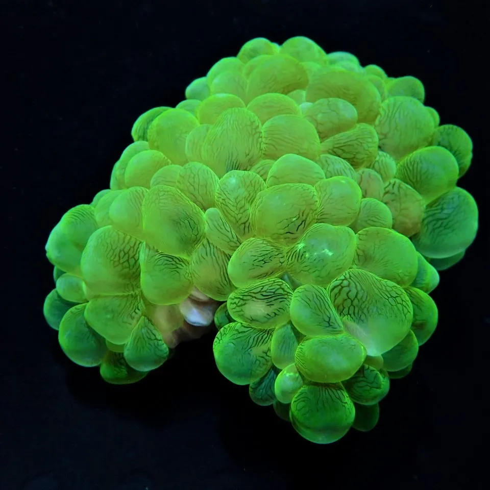 Plerogyra sinuosa (Green) | L