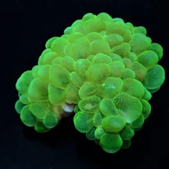 Plerogyra sinuosa (Green) | XXL