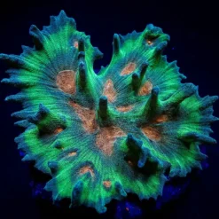 Pectinia spp. (Orange Center) | T
