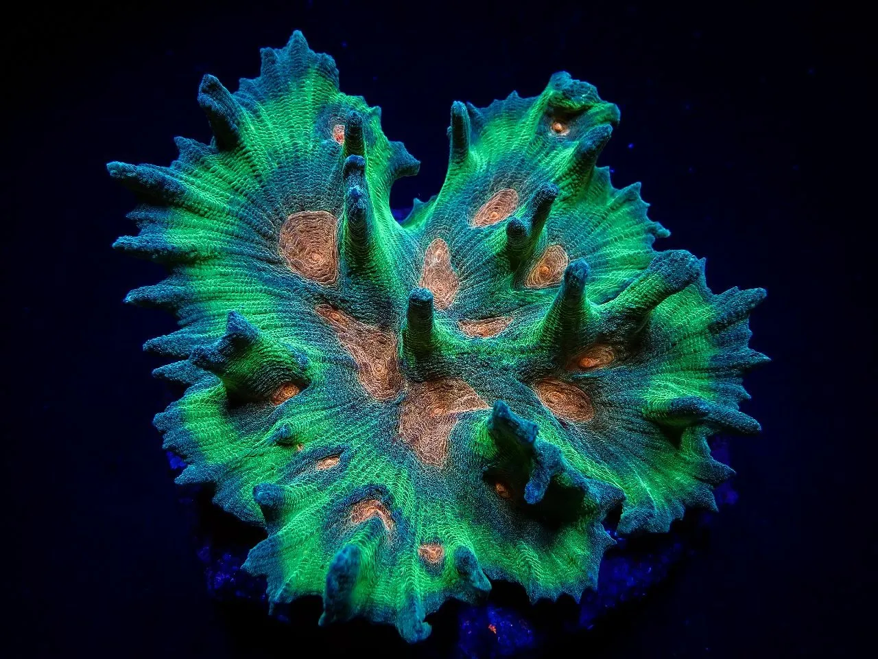Pectinia spp. (Orange Center) | T