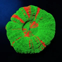 Scolymia australis (Bleeding Apple) | M