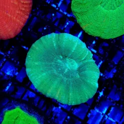 Scolymia australis (Green) | S