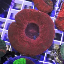 Scolymia australis (Red) | L