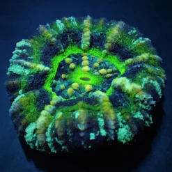 Scolymia australis (Ufo) (Premium) | L