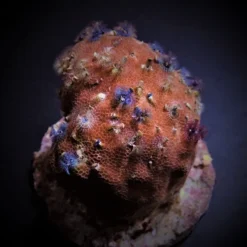 Spirobranchus spp. (+Rock) | XL
