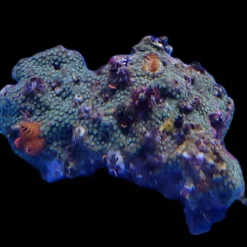 Spirobranchus spp. (+Rock) (Australia)