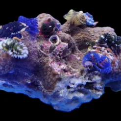 Spirobranchus spp. (+Rock) (Australia)