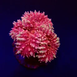 Symphyllia spp. (Pink) | L
