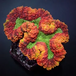 Symphyllia spp. (Rainbow) | XXXL
