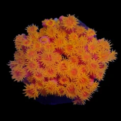 Tubastrea faulkneri (Orange) | L