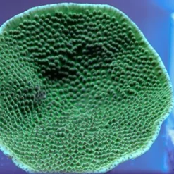 Turbinaria mesenterina | S