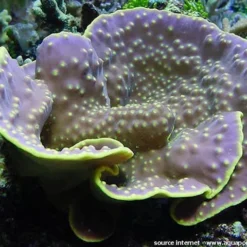 Turbinaria reniformis | T
