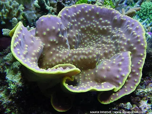 Turbinaria reniformis | T