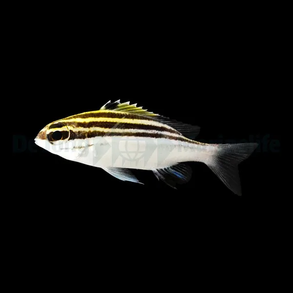 Scolopsis bilineata | L
