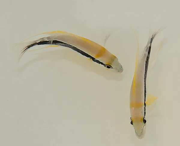Symphorichthys spilurus | XL