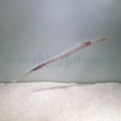 Aulostomus chinensis | S