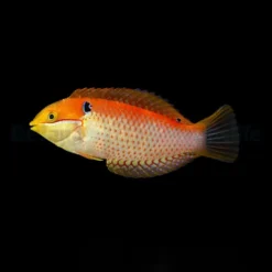 Macropharyngodon vivienae | All sizes