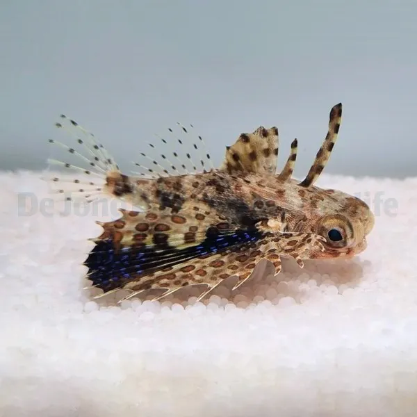 Dactyloptena orientalis | M