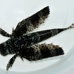 Dactylopterus volitans | M