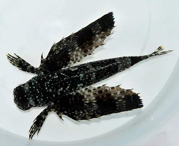 Dactylopterus volitans | M