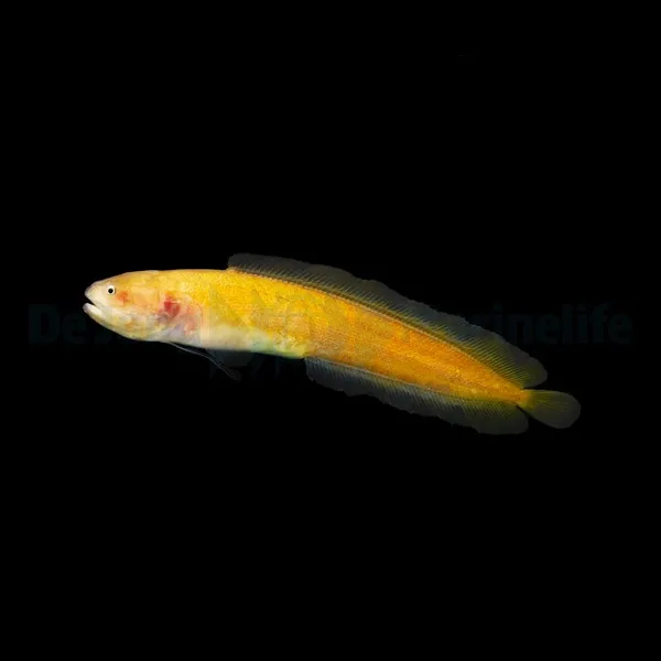 Diancistrus fuscus | All sizes