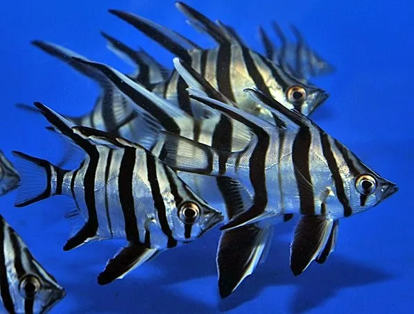 Enoplosus armatus (Temperate water) | L