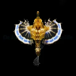 Eurypegasus draconis | All sizes