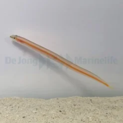 Gunnellichthys curiosus | All sizes