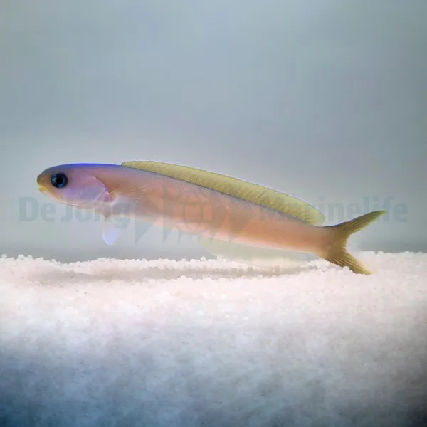 Hoplolatilus cuniculus | All sizes