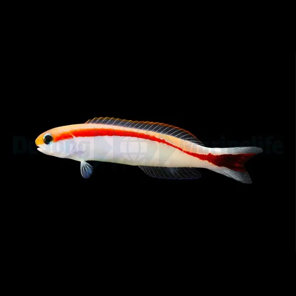 Hoplolatilus marcosi | All sizes