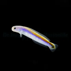 Hoplolatilus oreni | All sizes