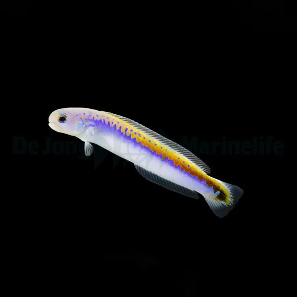 Hoplolatilus oreni | All sizes