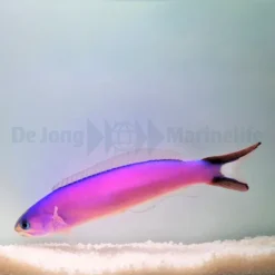 Hoplolatilus purpureus | All sizes