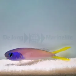 Hoplolatilus starcki | All sizes