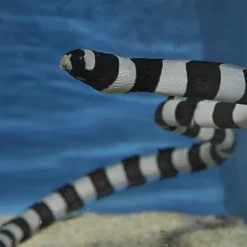 Myrichthys colubrinus | All sizes