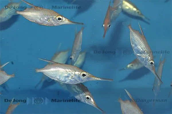 Macroramphosus scolopax (Temperate water) | All sizes