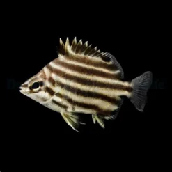 Microcanthus strigatus | M