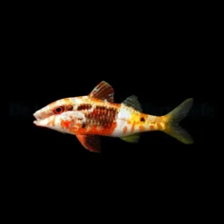 Parupeneus barberinoides | S