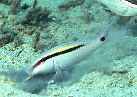 Parupeneus barberinus | XL