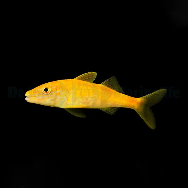 Parupeneus cyclostomus | S