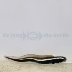 Pholidichthys leucotaenia | M