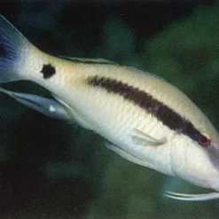 Parupeneus macronemus | M