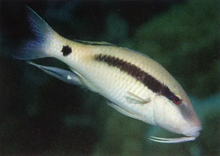 Parupeneus macronemus | M