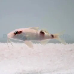 Parupeneus multifasciatus | S