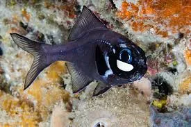 Photoblepharon palpebratum | All sizes