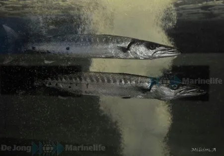 Sphyraena barracuda | S