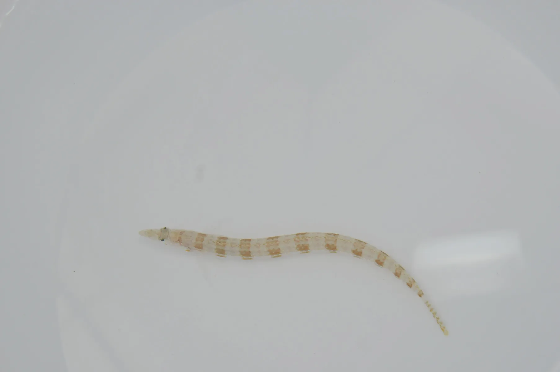 Trichonotus setiger | M