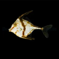 Tripodichthys blochii | M