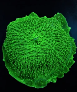 Amplexidiscus fenestrafer (Green)