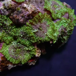 Discosoma marmoratus